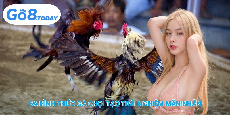 Ba hình thức gà chọi tạo trải nghiệm mãn nhãn