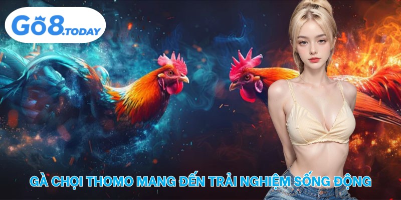 Gà chọi Thomo mang đến trải nghiệm sống động